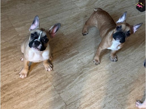 4 aylık kaliteli French Bulldog