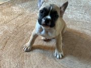 3 aylık French Bulldog yavrularımız