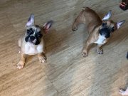 4 aylık kaliteli French Bulldog