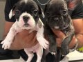 Fransız bulldog 45 günlük