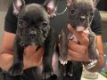 Fransız bulldog 45 günlük
