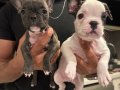 Fransız bulldog 45 günlük