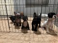 Fransız bulldog 45 günlük