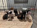 Fransız bulldog 45 günlük