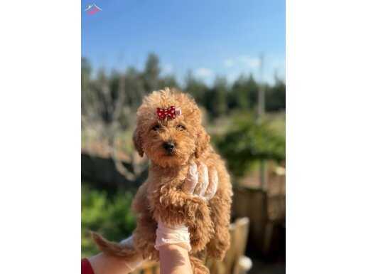 Orijinal red brown dişi poodle 