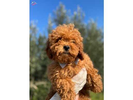 Orijinal erkek toy poodle yavrumuz 