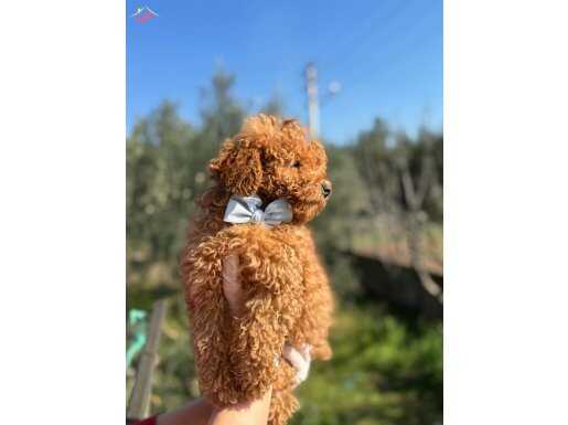 Orijinal brown 2 erkek kardeş toy poodle 