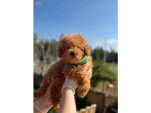 Orijinal erkek toy poodle yavrumuz 