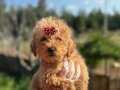 Orijinal red brown dişi poodle 