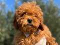 Orijinal erkek toy poodle yavrumuz 