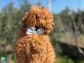 Orijinal brown 2 erkek kardeş toy poodle 