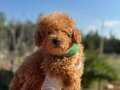Orijinal erkek toy poodle yavrumuz 