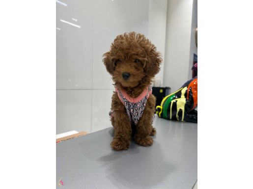 3 Aylık Safkan Toy Poodle Muhteşem 