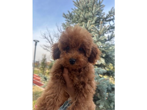 3 Aylık Safkan Toy Poodle Muhteşem 