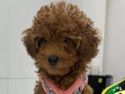 3 Aylık Safkan Toy Poodle Muhteşem 
