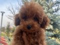 3 Aylık Safkan Toy Poodle Muhteşem 