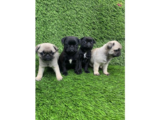 PUG MOPS NİRVANA GÜZELLİKLER