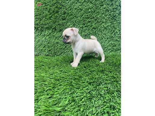 PUG MOPS [SÜTTE LEKE VAR BİZDE YOK]