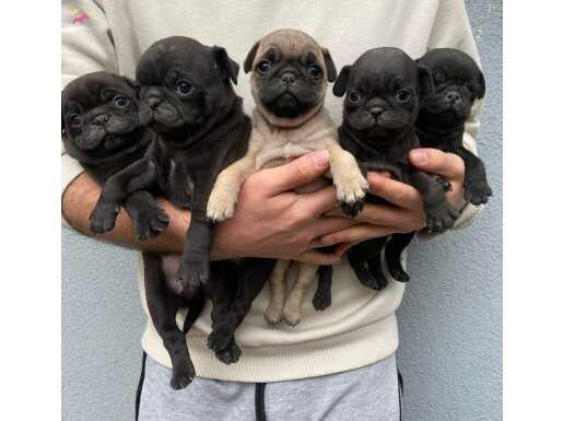 PUG MOPS SİYAH VE CREM GÜZELLİKLER