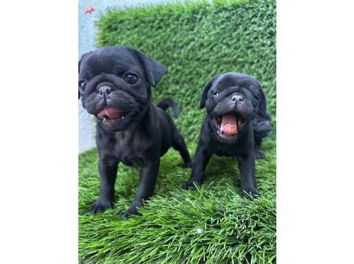 PUG MOPS BURUNSUZLAR TAYFASI
