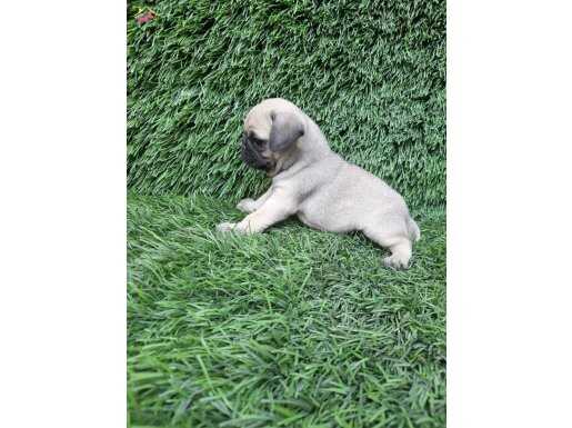 PUG MOPS CREM SİYAH