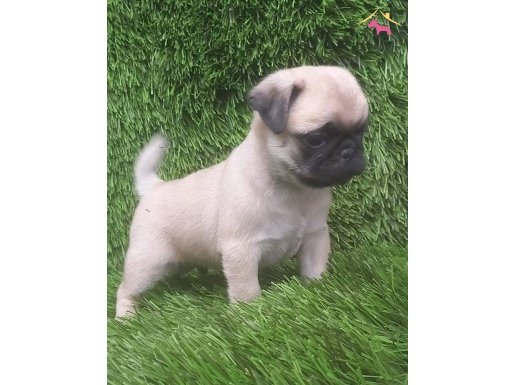 PUG MOPS CREM VE SİYAH RENGİ YAVRULAR