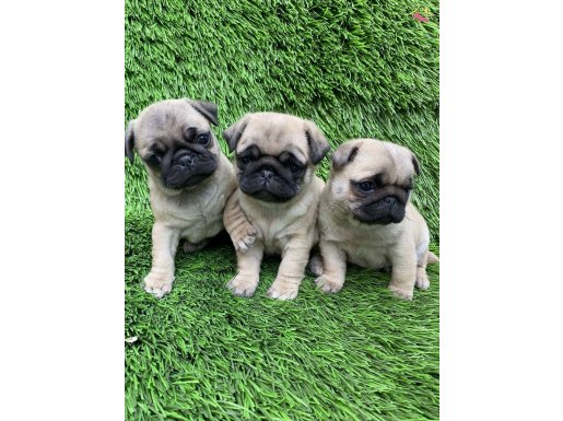 Pug Mops Harika Anotomi