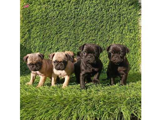 PUG MOPS KUSURSUZ GÜZELLİKLER