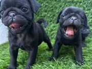 PUG MOPS BURUNSUZLAR TAYFASI