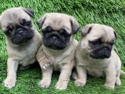 Pug Mops Harika Anotomi