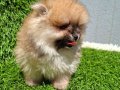 POMERANIAN BOO[MAKYAJSIZ FÖNSÜZ TRAŞSIZ}