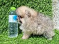 POMERANIAN BOO[MAKYAJSIZ FÖNSÜZ TRAŞSIZ}