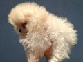 POMERANIAN BOO[MAKYAJSIZ FÖNSÜZ TRAŞSIZ}