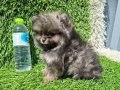 POMERANIAN BOO[MAKYAJSIZ FÖNSÜZ TRAŞSIZ}
