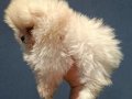 POMERANIAN BOO[MAKYAJSIZ FÖNSÜZ TRAŞSIZ}
