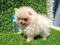POMERANIAN BOO[MAKYAJSIZ FÖNSÜZ TRAŞSIZ}