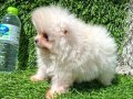 POMERANIAN BOO[MAKYAJSIZ FÖNSÜZ TRAŞSIZ}