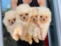 POMERANIAN BOO[MAKYAJSIZ FÖNSÜZ TRAŞSIZ}