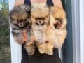 POMERANIAN BOO[MAKYAJSIZ FÖNSÜZ TRAŞSIZ}