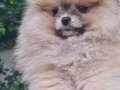 POMERANİAN BOO DİŞİ YAVRULAR