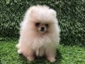 POMERANİAN BOO DİŞİ YAVRULAR