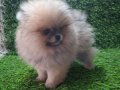 POMERANİAN BOO DİŞİ YAVRULAR