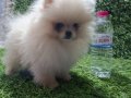 POMERANİAN BOO DİŞİ YAVRULAR