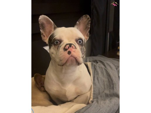 French Buldog Blue