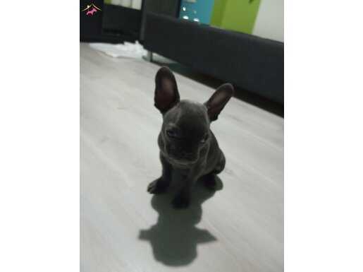 Fresh bulldog yavrumuz