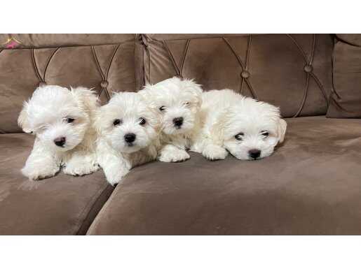 0 numara maltese yavruları