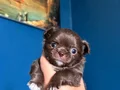 Rus kan teacup bebekler mükemmel kalite 