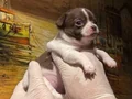 Rus kan teacup bebekler mükemmel kalite 