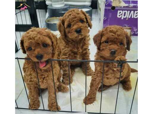 5 dişi toypoodle 