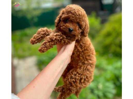 Toypoodle 4 dişi